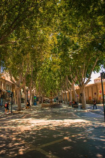 A scenic view of a tree-lined street in a European city with people walking, capturing a sunny day with dappled shadows.