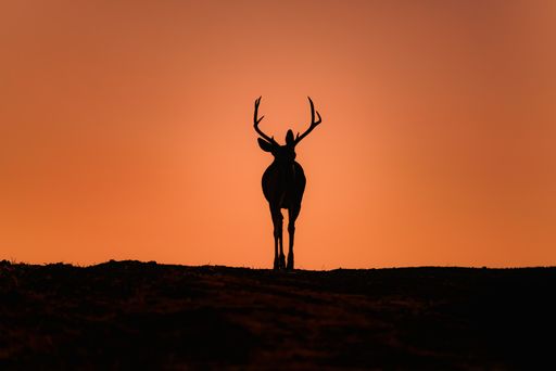 The silhouette of a deer with horns against an orange sky