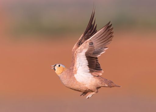 A close-up of a sandgrouse in flight against a blurred warm-toned background, showcasing its detailed plumage.