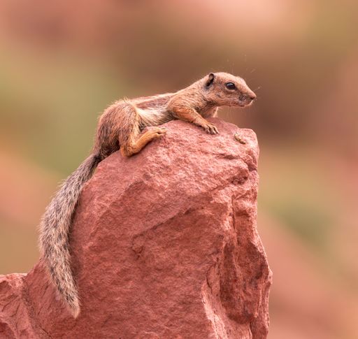 A ground squirrel perched on a red rock in a desert landscape, showcasing the natural wildlife and earthy tones.