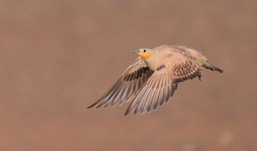 A close-up of a sandgrouse in flight against a blurred brown background, showcasing its detailed plumage and graceful wingspan.