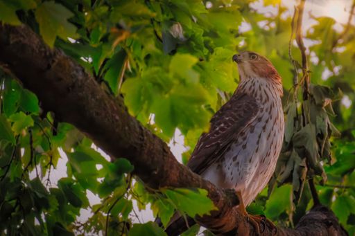 A majestic hawk perched on a tree branch surrounded by lush green leaves in a serene forest setting.