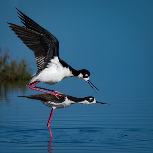 A closeup of a pair of black-necked stilt birds mating on water