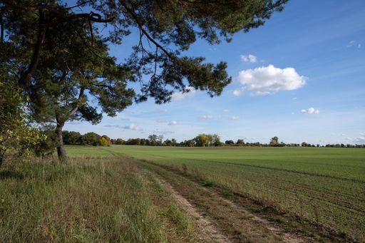A serene rural landscape with dirt path, green fields, and trees under blue sky in Linum, Brandenburg, Germany