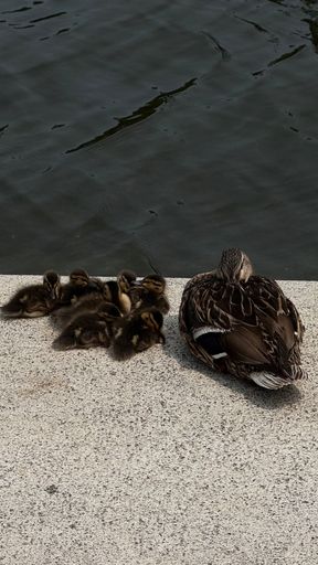 A mother duck with ducklings resting on a concrete edge by a calm water surface, showcasing a peaceful nature scene.