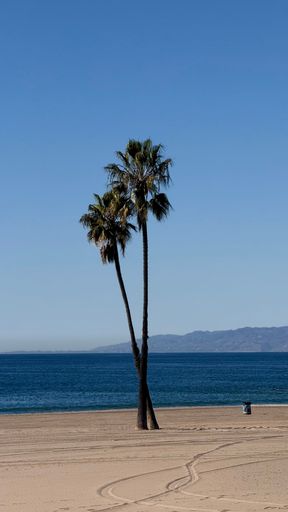 Two palm trees on a sandy beach with clear blue sky and ocean in the background, capturing a serene coastal landscape.