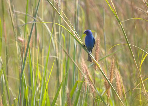 A vibrant blue bird perched on tall grass in a sunlit field, showcasing nature's beauty.