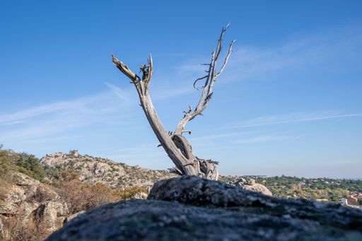 A solitary dead tree branch against a clear blue sky in a rocky landscape with distant hills.