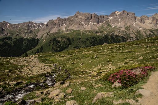 A scenic view of rugged mountains under a clear blue sky with a lush green foreground and pink wildflowers.