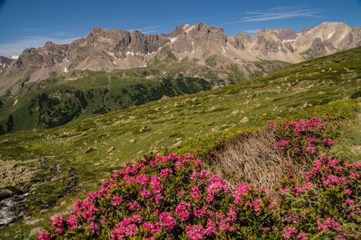 A vibrant alpine landscape with pink flowers in the foreground and rugged mountains under a clear blue sky.