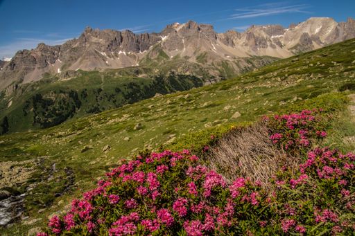 A scenic view of alpine mountains with vibrant pink flowers in the foreground under a clear blue sky.