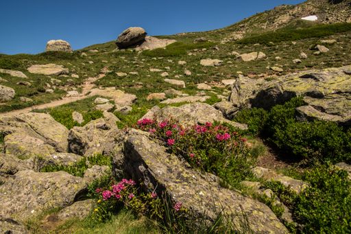 Mountain landscape with rocks and vibrant pink flowers under a clear blue sky.