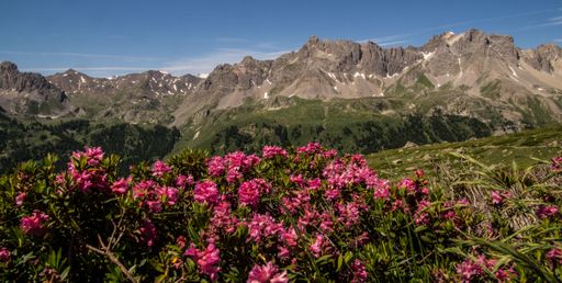 Vibrant pink flowers bloom in the foreground with majestic mountains in the background under a clear blue sky.