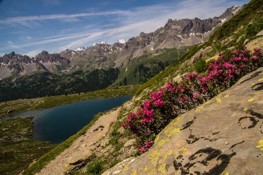 Scenic view of alpine landscape with blooming pink flowers, a serene lake, and rugged mountain peaks under a clear blue sky.