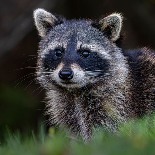 Close-up of a raccoon in a natural setting, showcasing its distinct facial markings and fur texture.