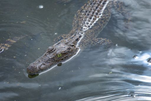 Caiman partially submerged in water, highlighting its textured skin and piercing eyes