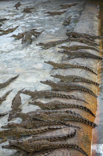 Young caimans resting on concrete near water, showing textured skin