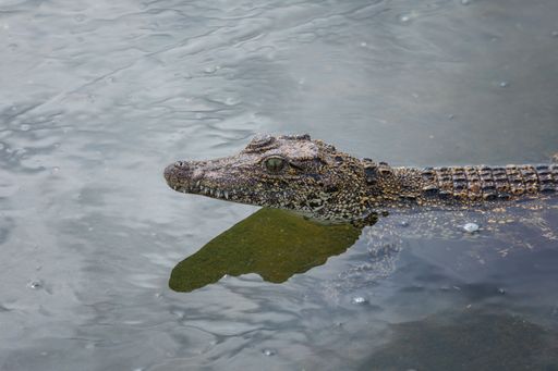 Caiman partially submerged in water with textured skin and alert eyes