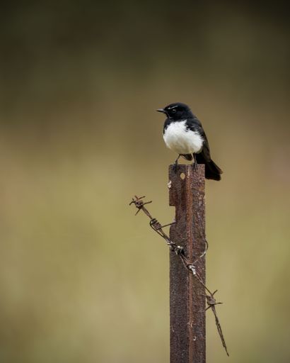A small black and white bird perched on a rusty fence post with a blurred background, showcasing nature's simplicity.