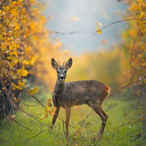 A young deer stands amidst vibrant autumn foliage, showcasing the beauty of wildlife in a natural setting.