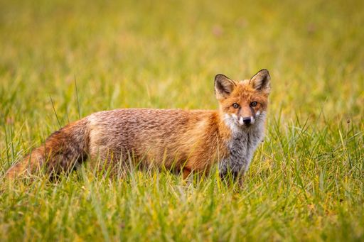 A red fox standing alert in a grassy field, showcasing its vibrant fur and curious expression.