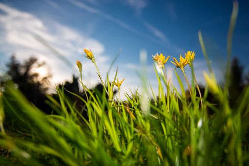 A closeup shot of beautiful yellow Helianthus tuberosus flowers growing in the field on a sunny day