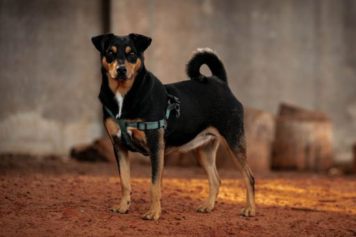 A black and tan dog standing on reddish soil, wearing a harness, with a blurred background.