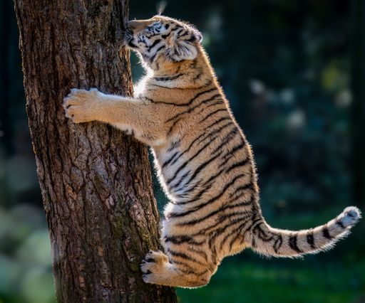 A young tiger cub climbing a tree in a natural habitat with sunlight highlighting its fur.