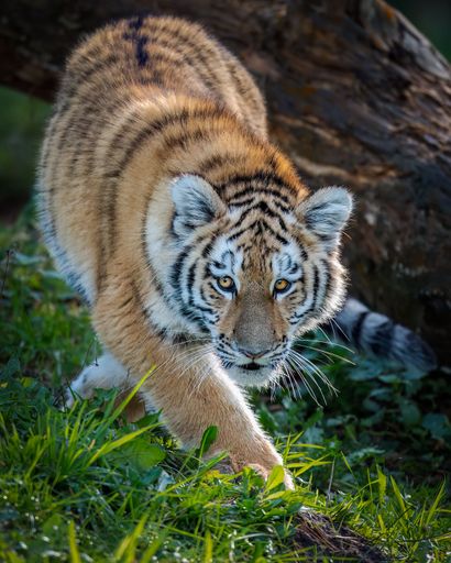 A young tiger prowling through lush green grass in a forest setting, showcasing its majestic stripes and intense gaze.