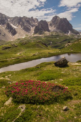 A captivating study in contrast. Vivid magenta flowers frame the placid water, reflecting the austere mountain massif.