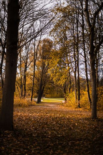A serene autumn forest pathway with fallen leaves and golden foliage under a soft, overcast sky.