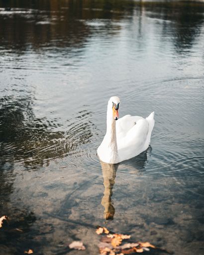 A graceful swan gliding on a tranquil lake with autumn leaves floating nearby, reflecting serene beauty.