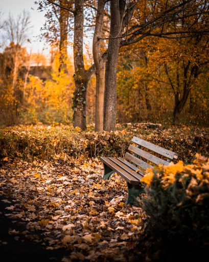 An empty park bench surrounded by fallen autumn leaves and trees in a serene park setting.