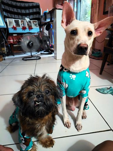Two small dogs looking directly at the camera