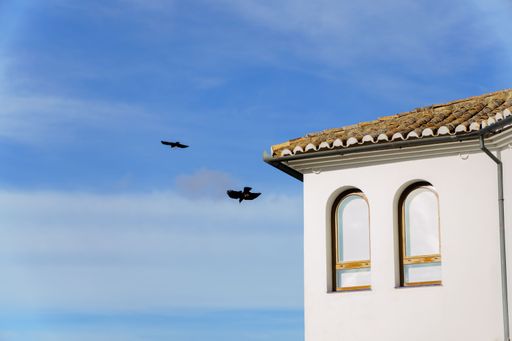 Two black crows soaring freely in a clear blue sky, passing a white building with two arched windows and a clay tiled roof in Malaga, Spain
