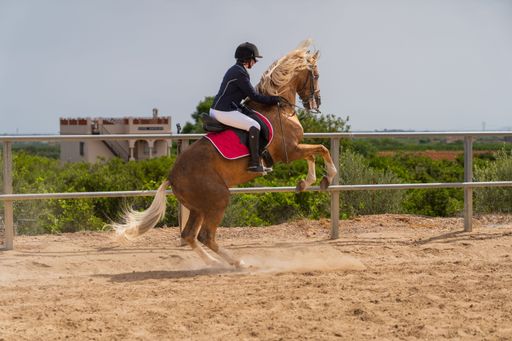 Equestrian rider controlling a powerful palomino horse rearing during dressage training in an outdoor arena.