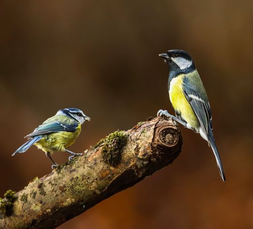 Two small birds perched on a mossy branch against a blurred brown background, showcasing vibrant plumage and natural beauty.