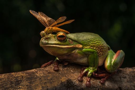 A close-up of a green frog with a dragonfly perched on its head, set against a blurred natural background.