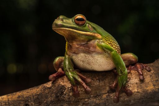 Close-up of a green tree frog perched on a branch against a dark blurred background.
