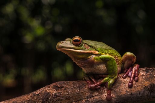 Close-up of a vibrant green frog perched on a branch in a lush forest setting.