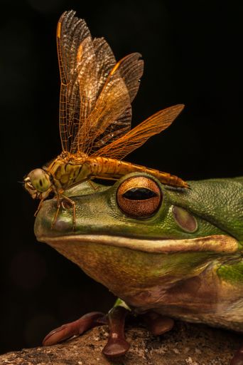 Close-up of a green frog with a dragonfly perched on its head, highlighting nature's interaction.