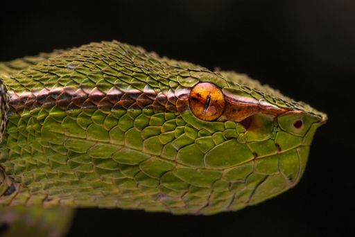Close-up of a green snake's textured scales and eye in a dark background setting.