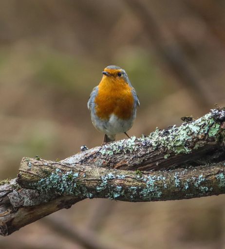 A European Robin with an orange breast perched on a lichen-covered branch.