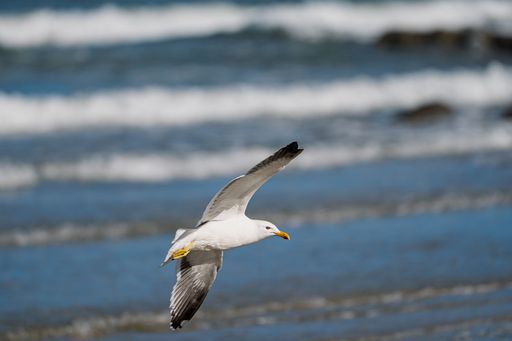 A seagull gracefully flying over the ocean with waves in the background, capturing the essence of coastal wildlife.
