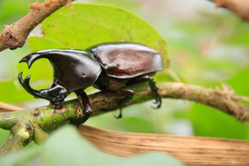 An Oryctes nasicornis or red rhinoceros beetle perched on a branch among green leaves in its natural habitat and environment. Koh Sdach, Cambodia