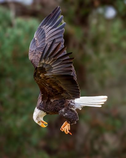 A majestic bald eagle in mid-dive with wings spread wide against a blurred natural background.