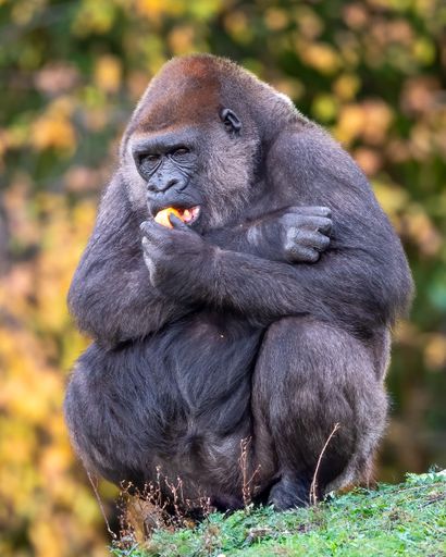 A gorilla sits on grass eating fruit with a blurred autumnal background, showcasing its natural behavior and habitat.