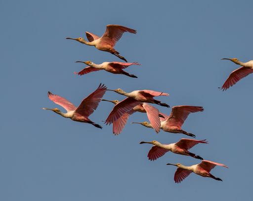 The roseate spoonbills in flight against a blue sky