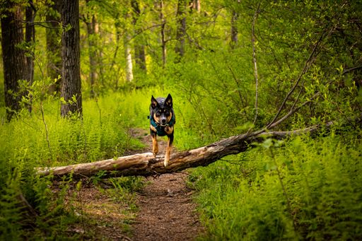A closeup shot of a black shepherd running in the green forest