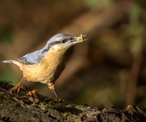 A close-up of a nuthatch bird perched on a mossy log in natural habitat, capturing its intricate plumage details.
